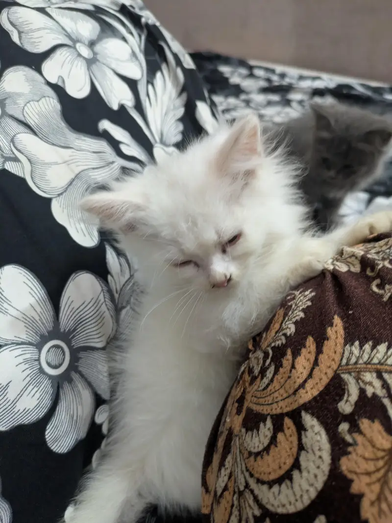 Playful & Active Kitten Looking for a New Home  — photo 2