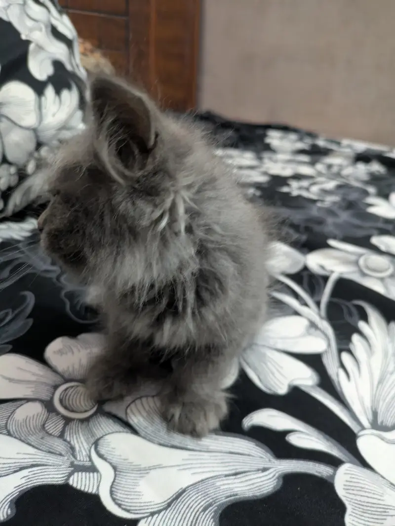 Playful & Active Kitten Looking for a New Home  — photo 3