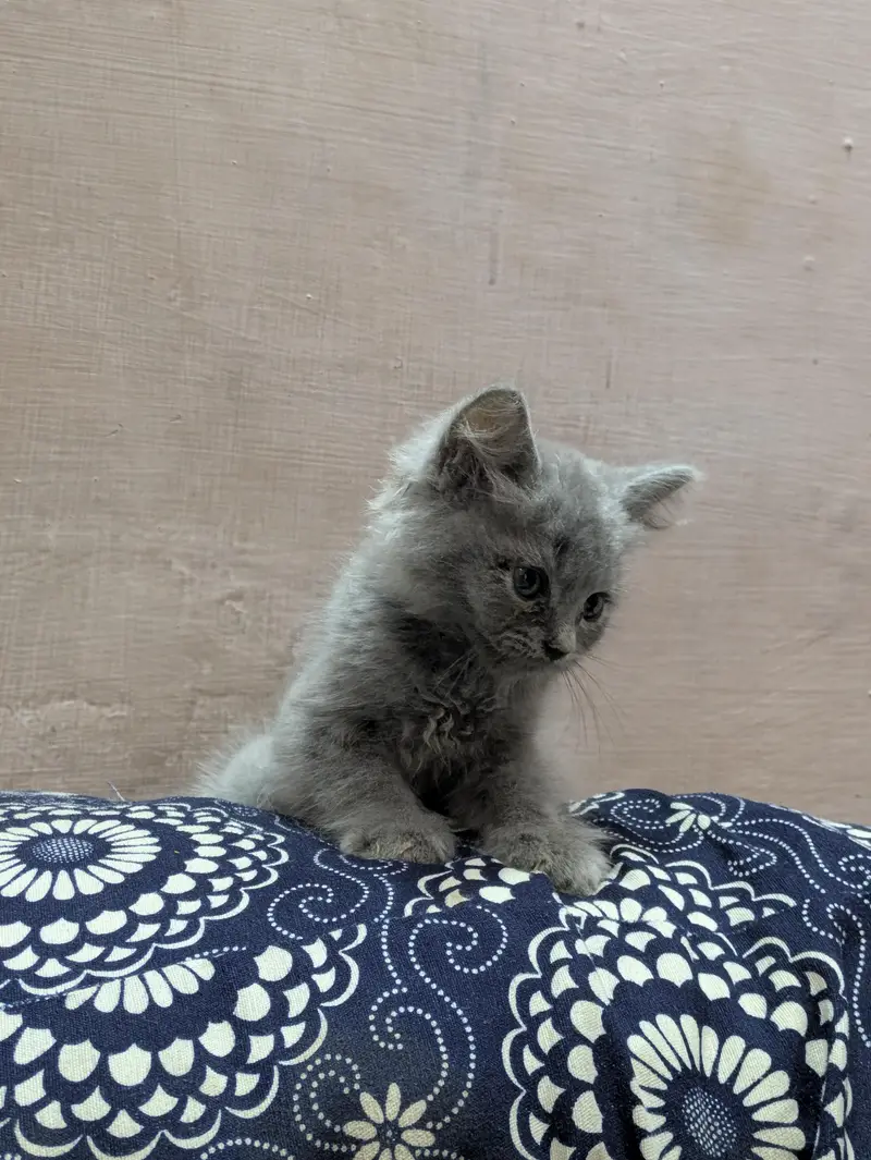 Playful & Active Kitten Looking for a New Home  — photo 4