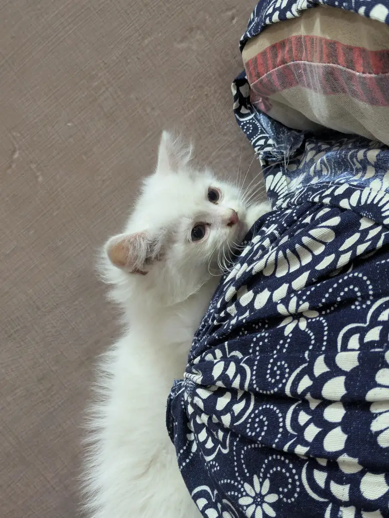 Playful & Active Kitten Looking for a New Home  — photo 5