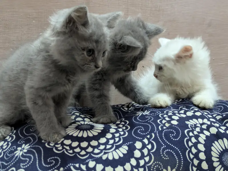 Playful & Active Kitten Looking for a New Home  — photo 6