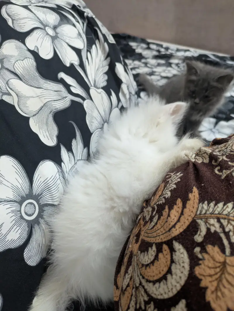 Playful & Active Kitten Looking for a New Home  — photo 7