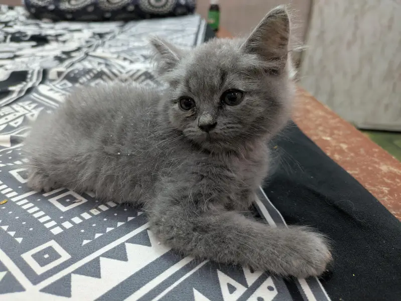 Playful & Active Kitten Looking for a New Home  — photo 8