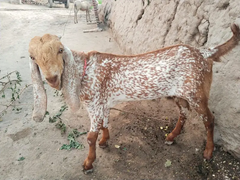 desi Bakra for Sale Call 03490704921 — photo 2