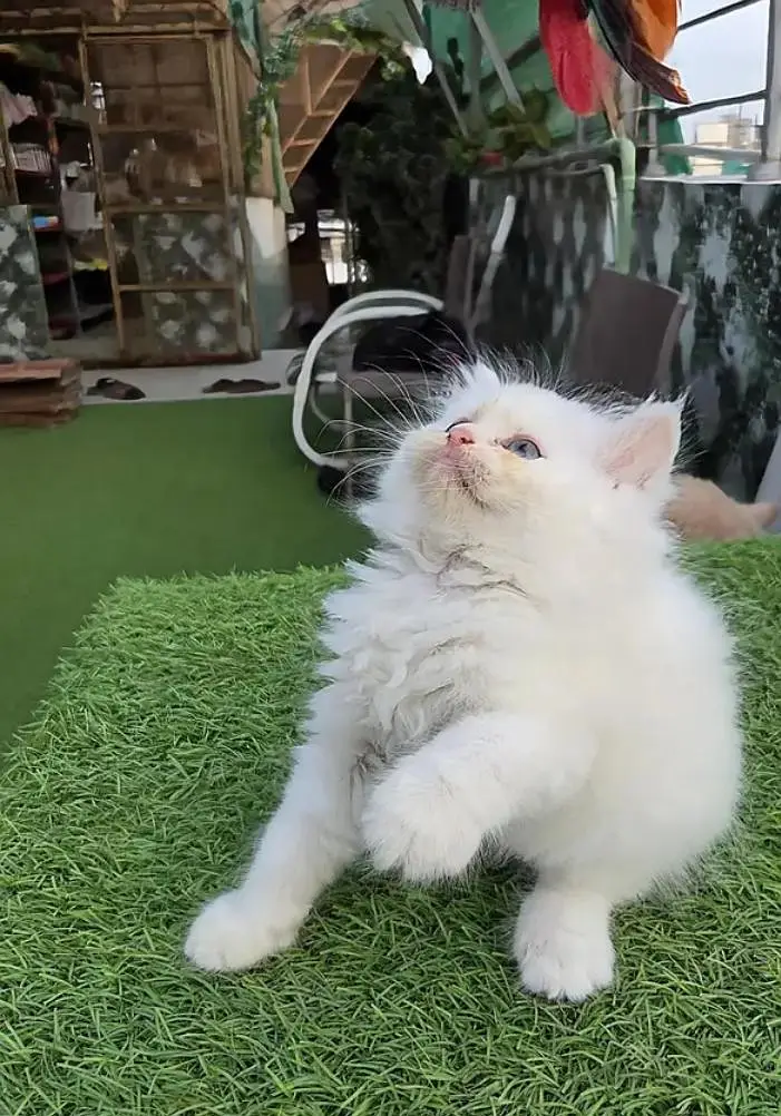 (Persian female kitten) (for sale all) (Pakistan delivery available) — photo 2
