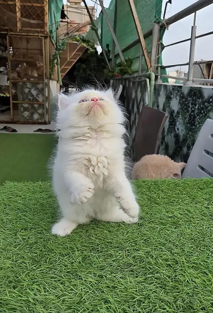 (Persian female kitten) (for sale all) (Pakistan delivery available) — photo 3