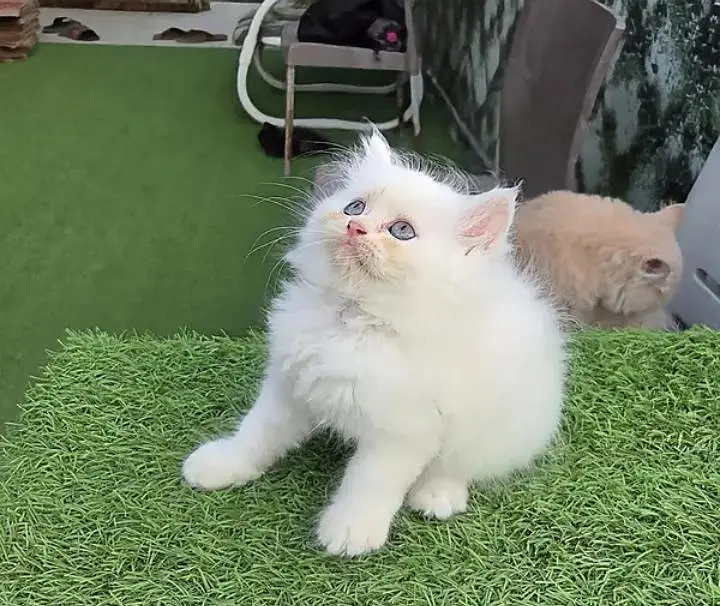 (Persian female kitten) (for sale all) (Pakistan delivery available) — photo 4