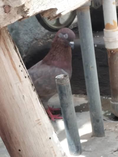 High flyer pigeon