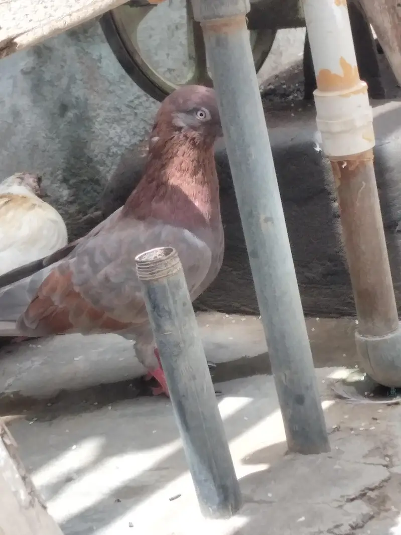 High flyer pigeon — photo 2