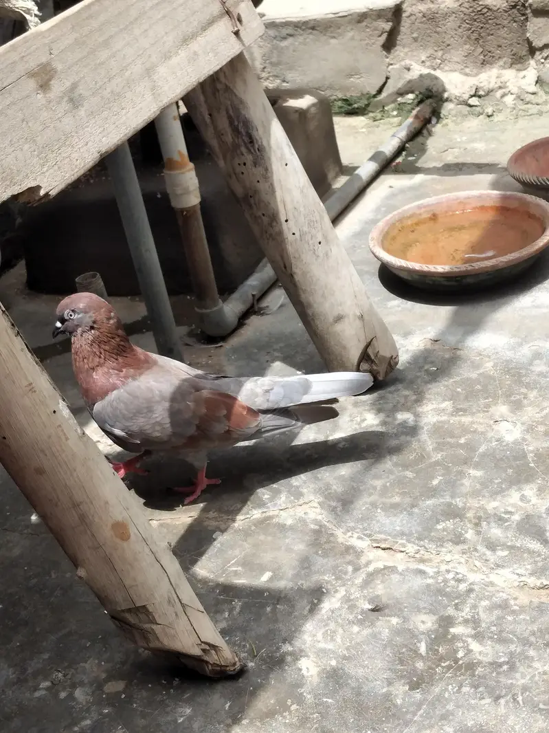 High flyer pigeon — photo 3