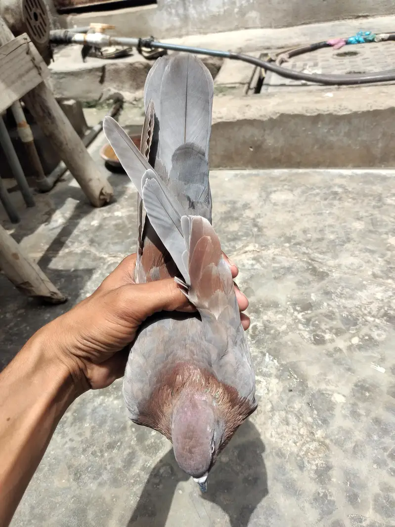 High flyer pigeon — photo 4