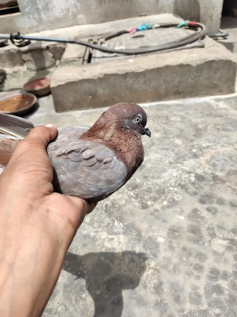 High flyer pigeon — photo 5