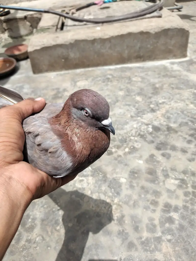 High flyer pigeon — photo 6