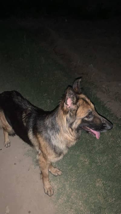 German shepherd female for sale 90'000 and exchange