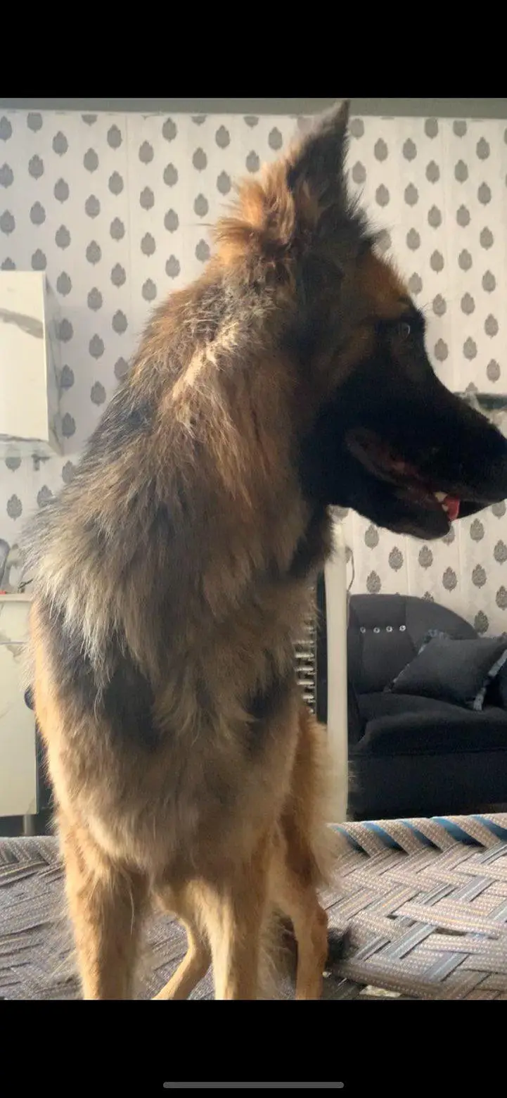 German shepherd female for sale 90'000 and exchange — photo 2