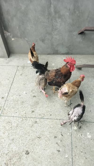 Desi 1 Murga 4 Murgiyan for sale