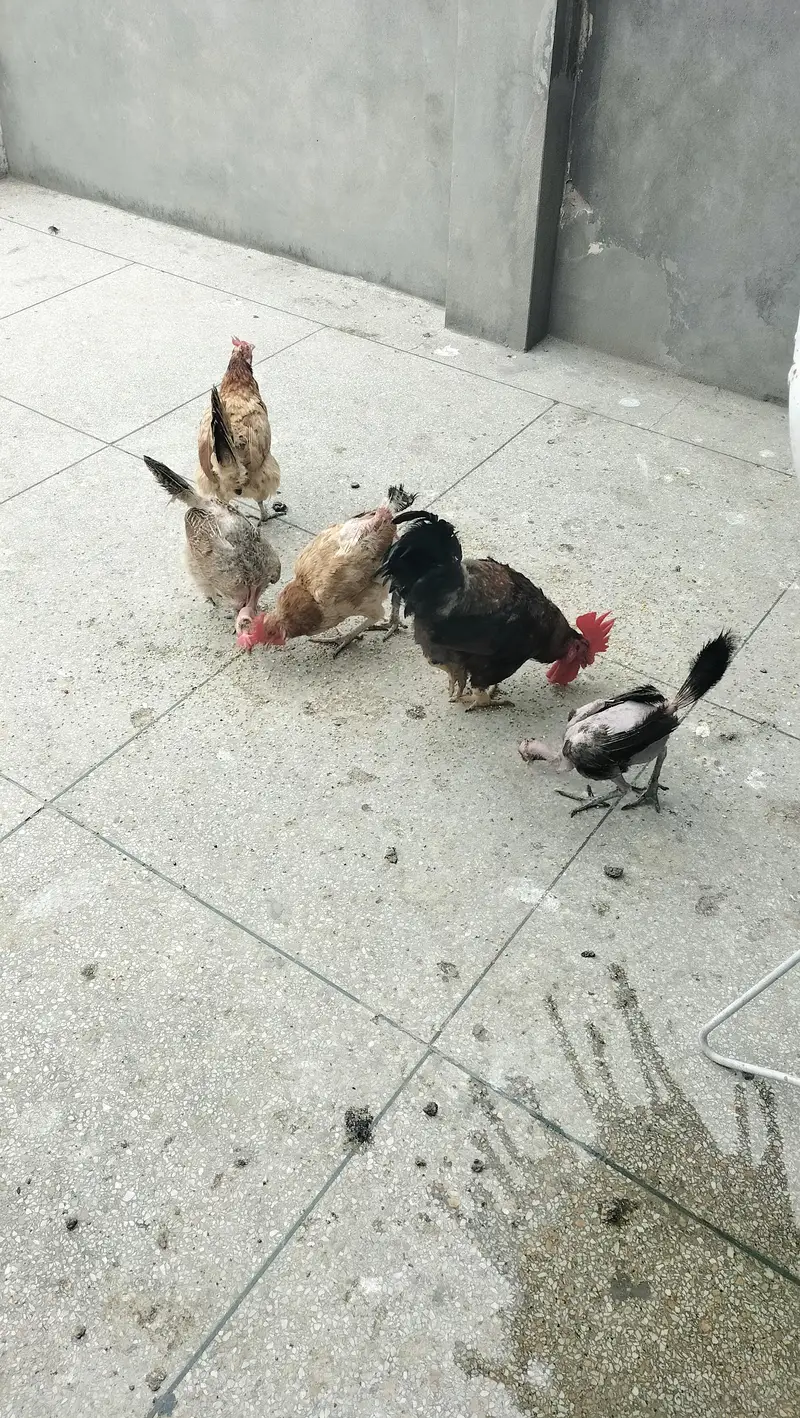 Desi 1 Murga 4 Murgiyan for sale — photo 3