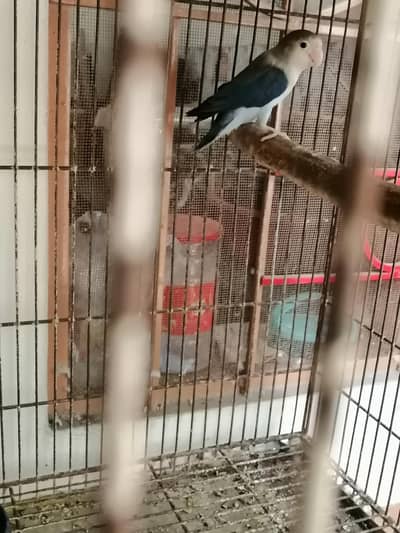 1 piece lovebird with cage