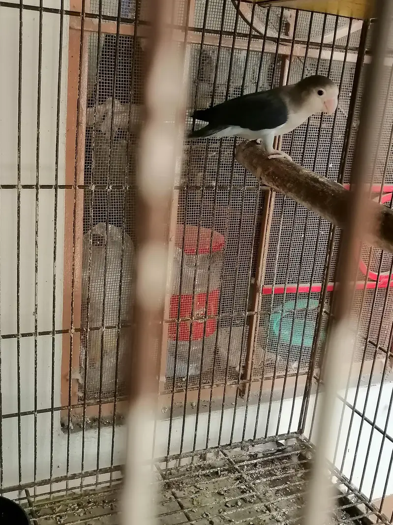1 piece lovebird with cage — photo 3