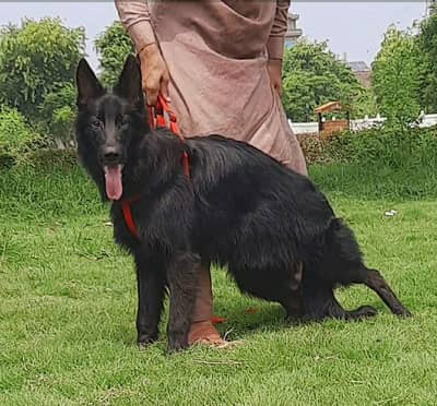 German Shepherd Dog | Long Coat German Shepherd female Dog For Sale