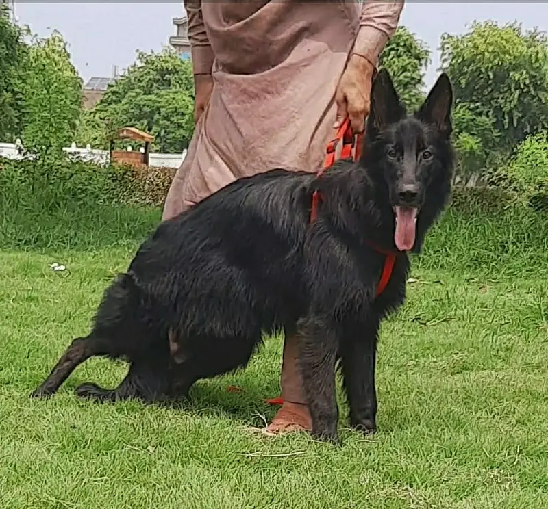German Shepherd Dog | Long Coat German Shepherd female Dog For Sale — photo 2