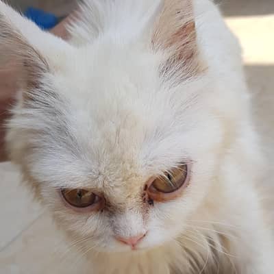 female kitten available double coated