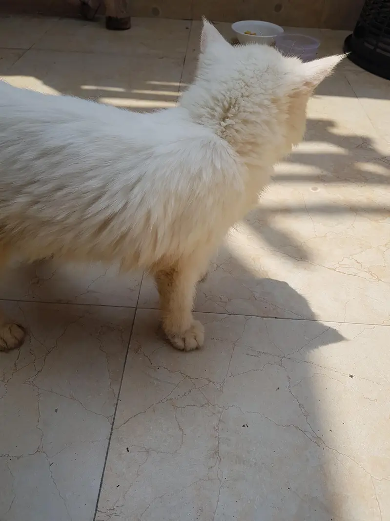 female kitten available double coated — photo 2