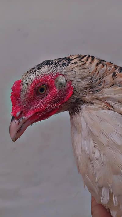 Aseel beautiful hen