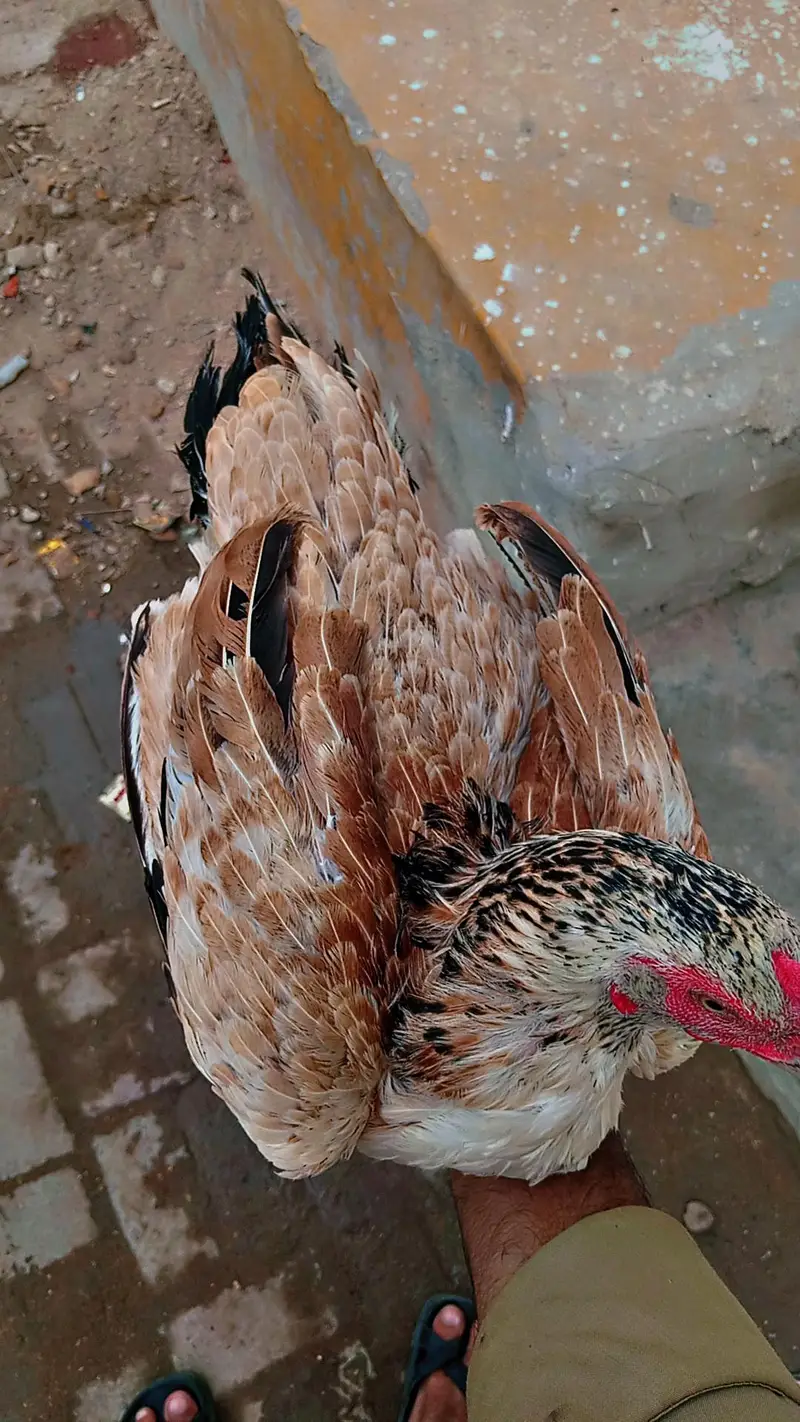 Aseel beautiful hen — photo 2