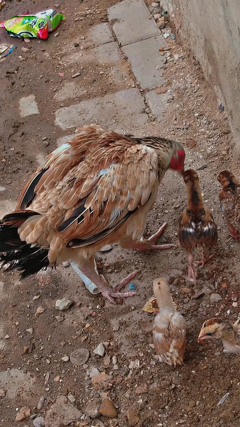 Aseel beautiful hen — photo 3