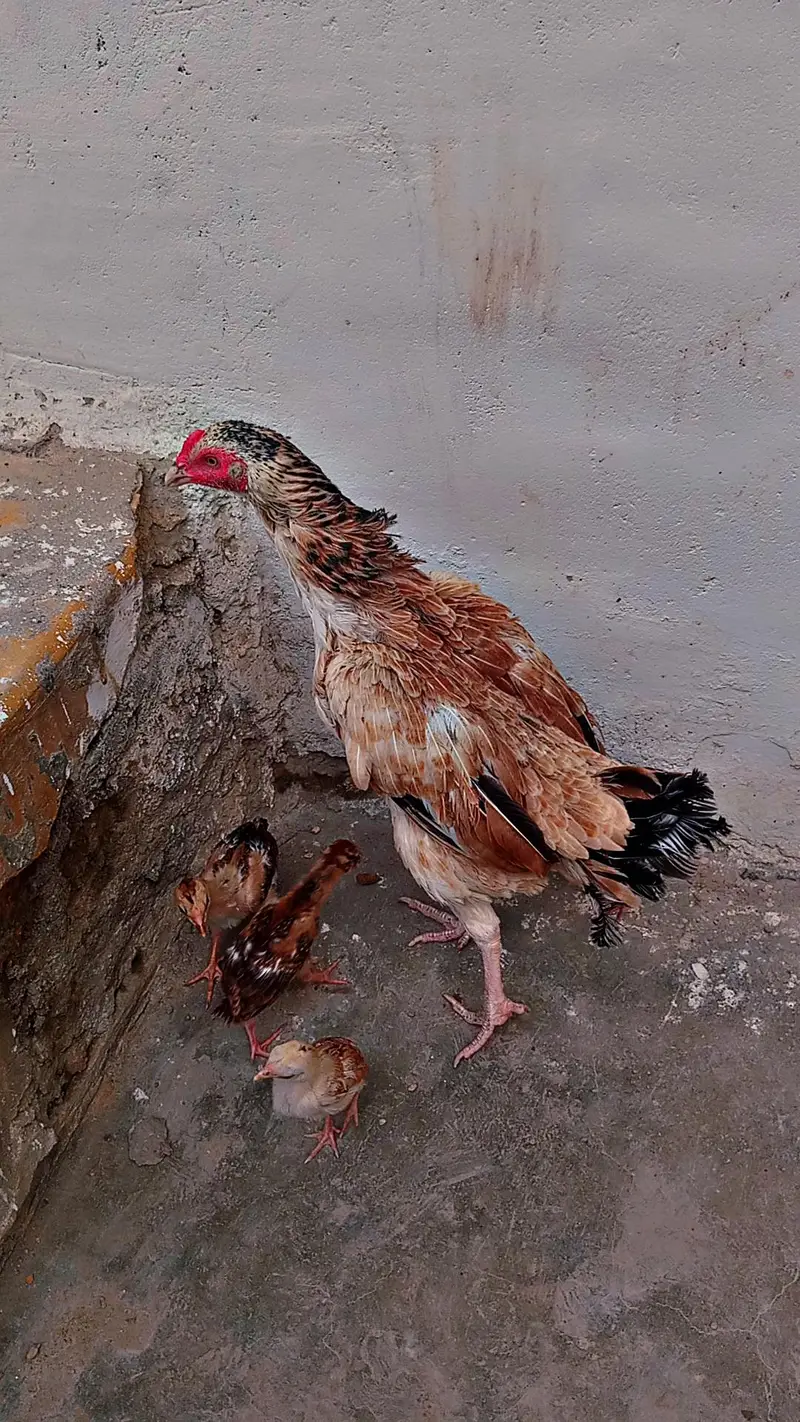 Aseel beautiful hen — photo 4