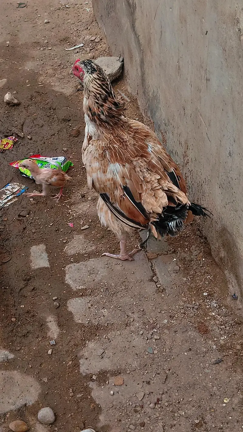 Aseel beautiful hen — photo 5