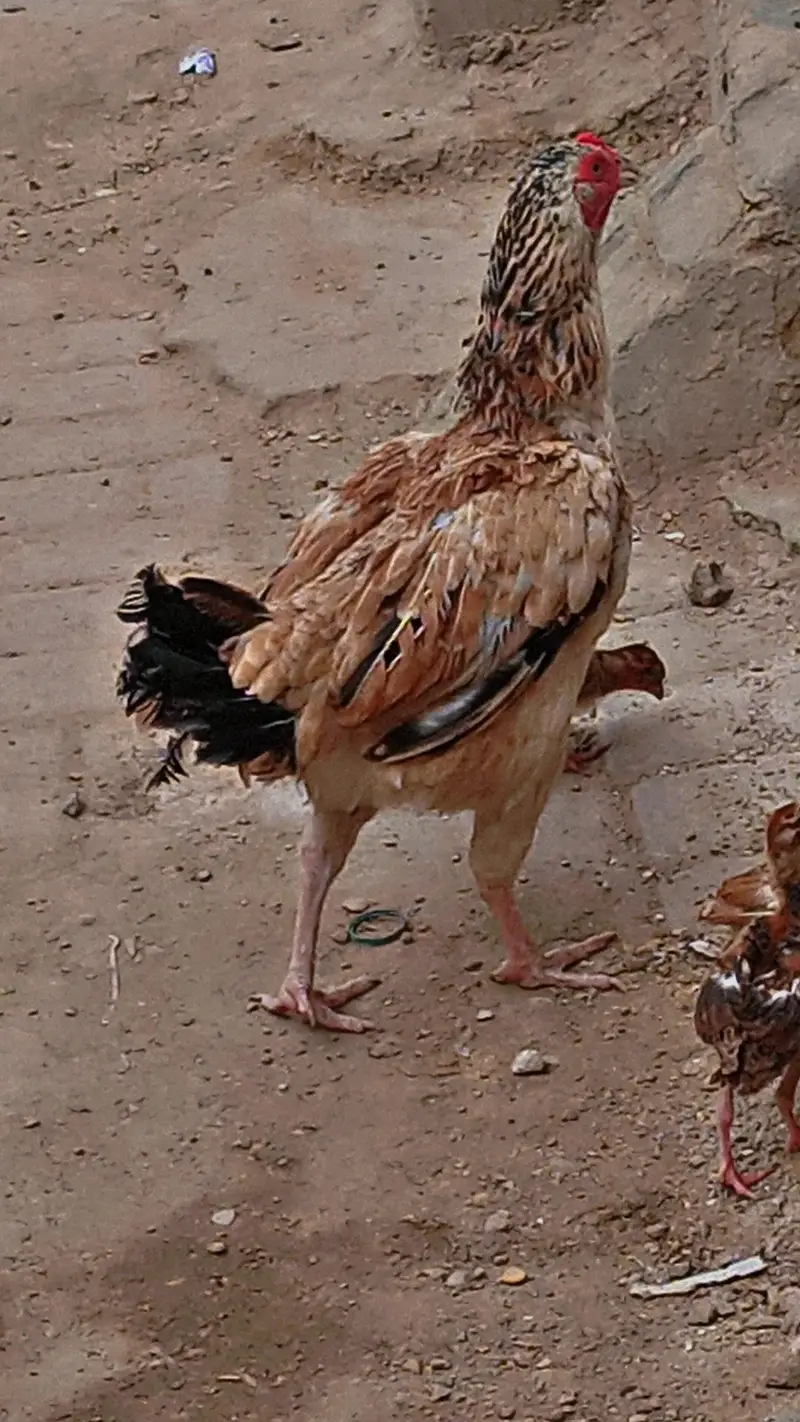 Aseel beautiful hen — photo 6