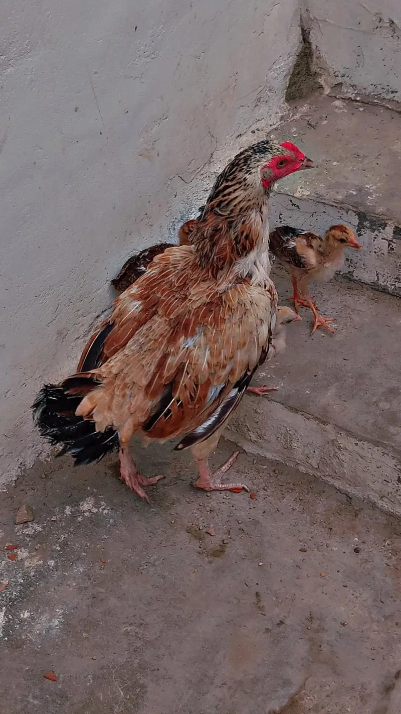 Aseel beautiful hen — photo 7