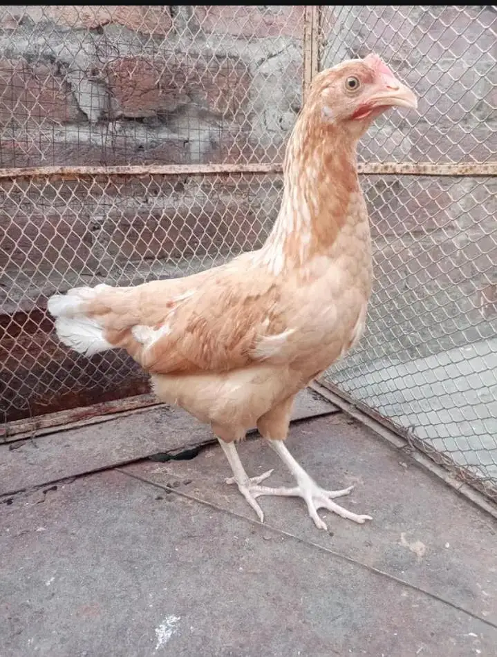 Australian hen pure desi kurak bi hoti hai — photo 3