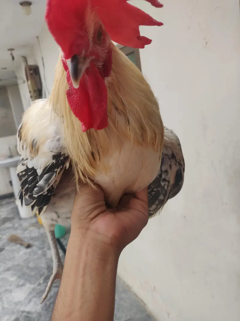 Desi murga / rooster hone breed — photo 4