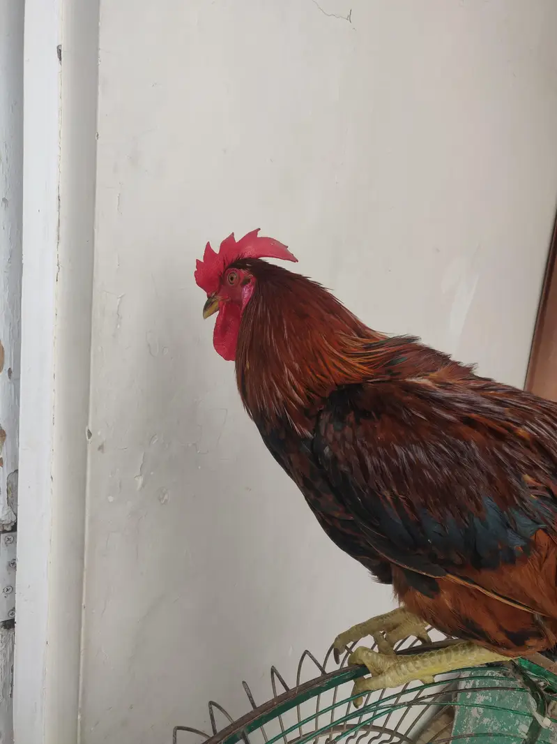 Desi murga / rooster hone breed — photo 7