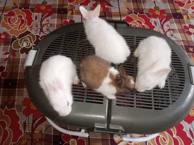 rabbits home delivery
