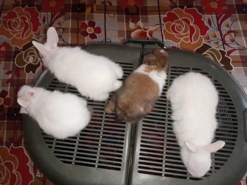 rabbits home delivery — photo 2