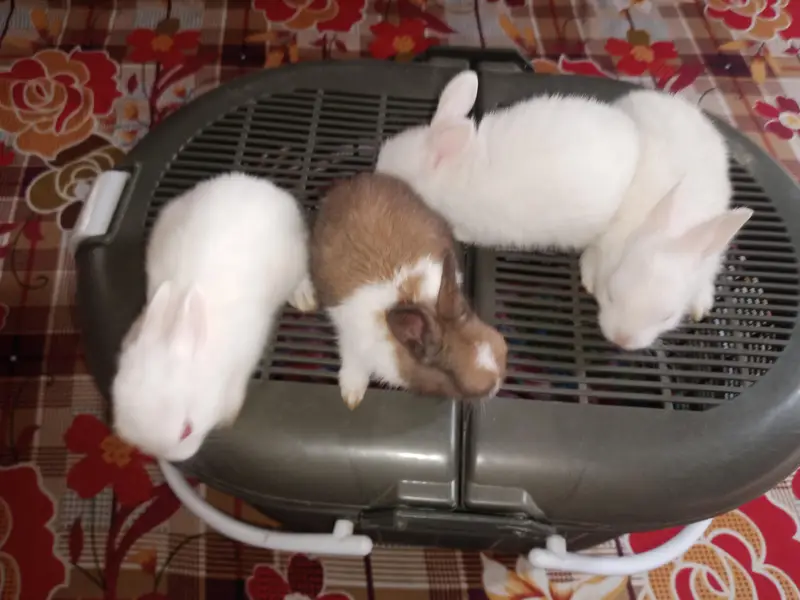 rabbits home delivery — photo 3