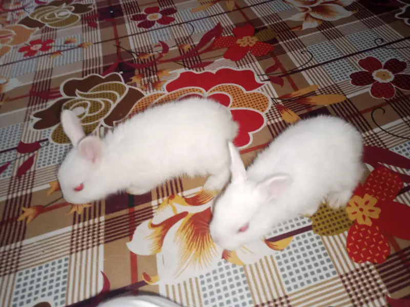 rabbits home delivery — photo 4