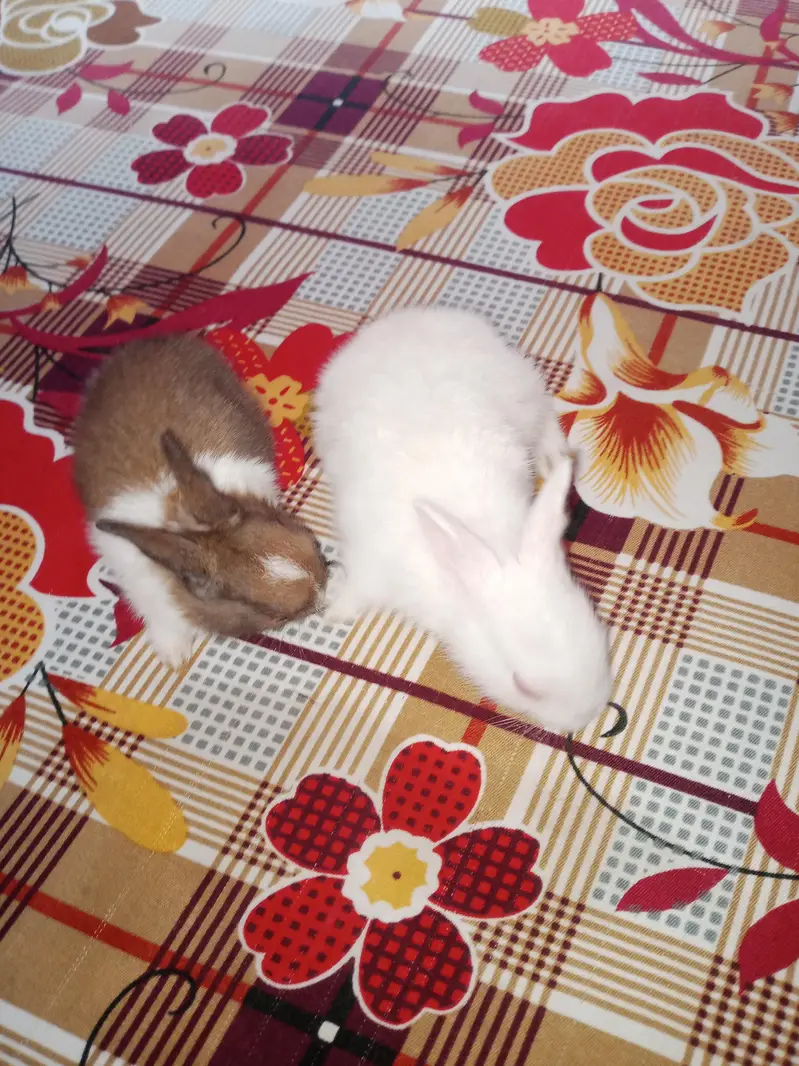 rabbits home delivery — photo 6