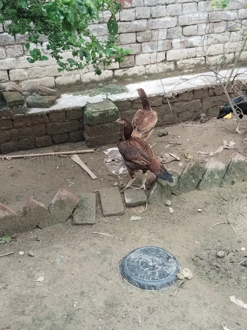 ASEEL — photo 2