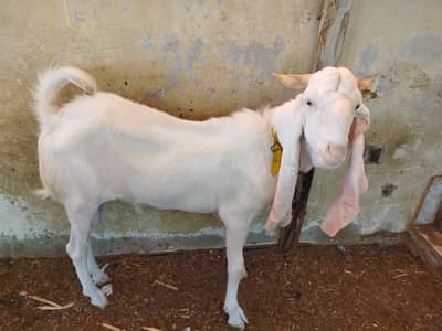 GULABI BREADER MALE