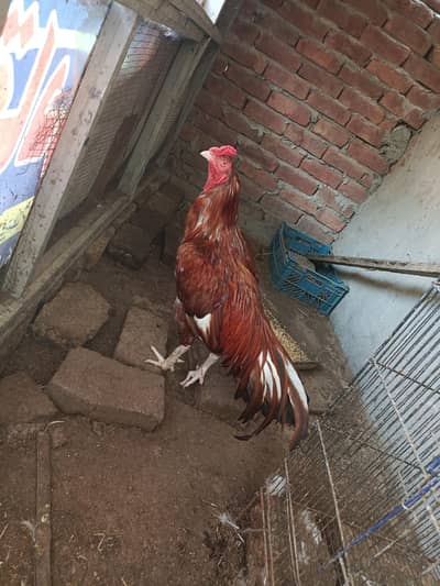 ASEEL AND BANTAM