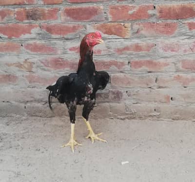 aseel murga ghar