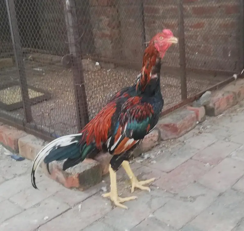 aseel murga ghar — photo 2