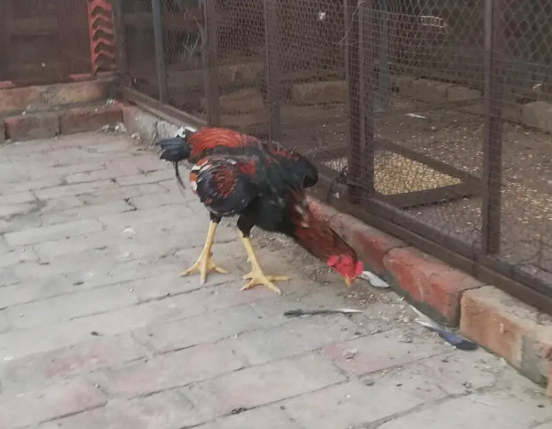 aseel murga ghar — photo 3