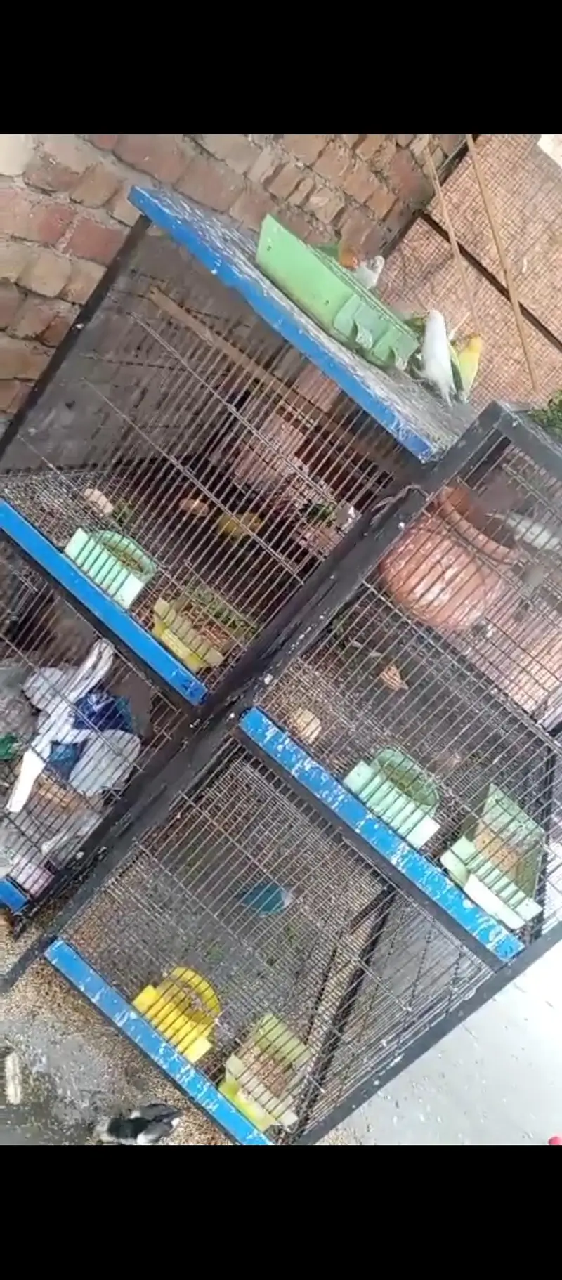 4 Portion Iron Cages For sale — photo 3