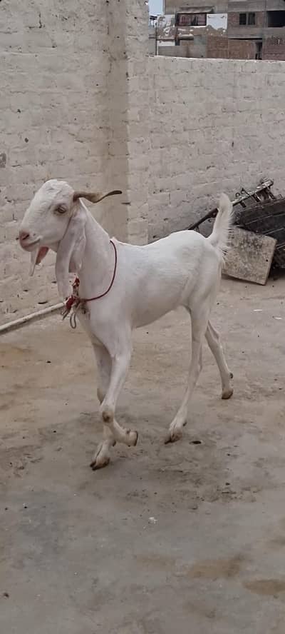 Gulabi bakra 2 dant khassi